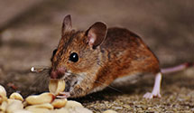 24 Hour & Emergency Exterminators in Danbury, WI